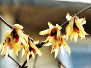 冬の蝋細工①基本種であるロウバイの花