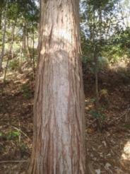 杉と檜⑨ヒノキ樹皮