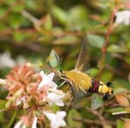 くちなしの花⑥ホバリングして蜜を吸っているオオスカシバの成虫