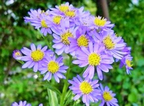 紫苑と不忘草②シオン（花の拡大）