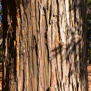 杉と檜⑥スギ樹皮（拡大）