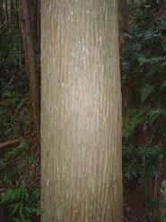 杉と檜⑧スギ樹皮