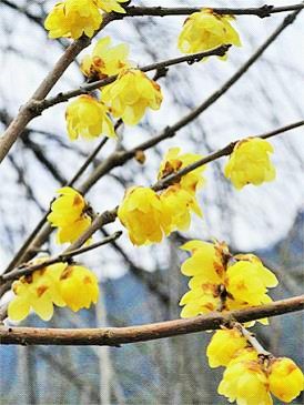 冬の蝋細工②花びらが黄色一色のソシンロウバイ